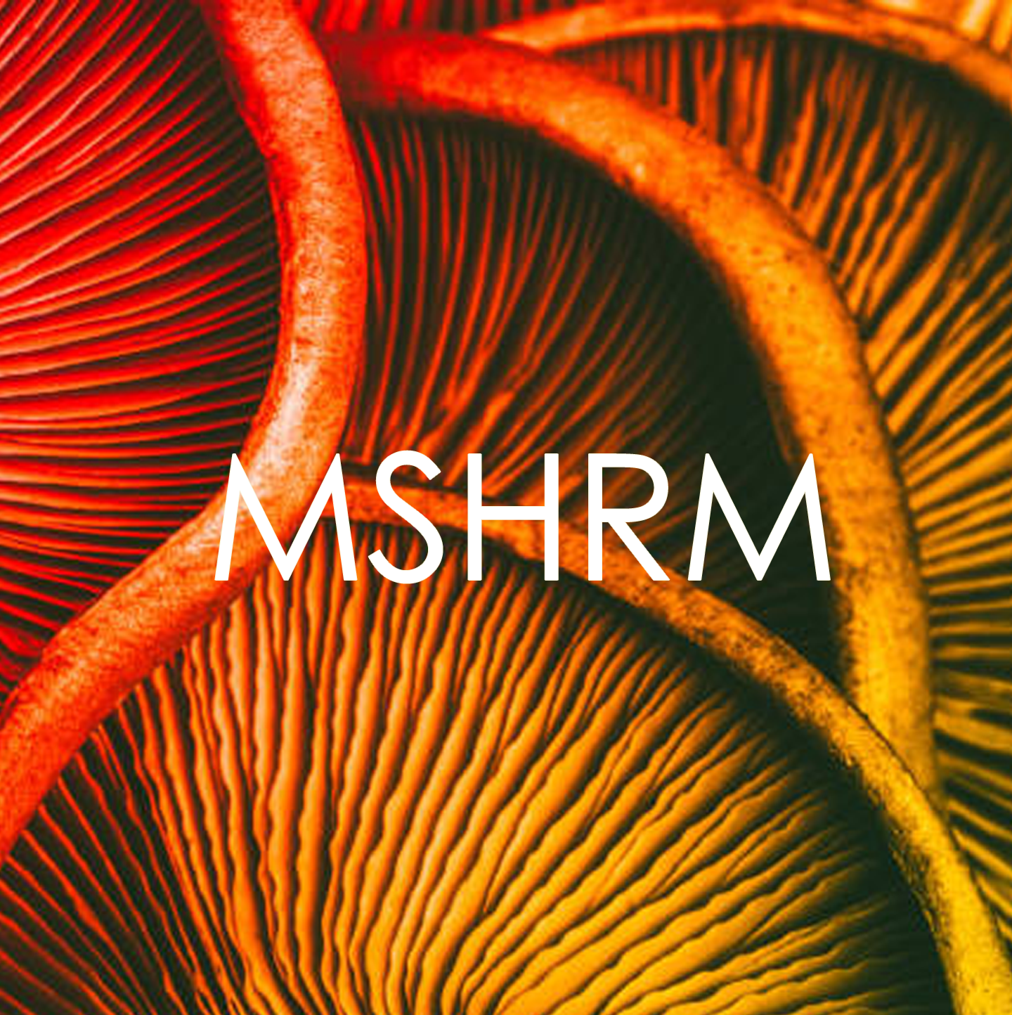 why the name mshrm top digital marketing toronto